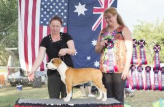 Amstaff OpenShow_7.jpg